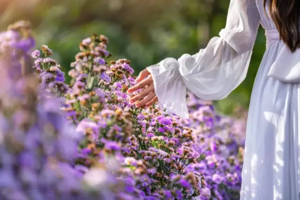 معرفی داناپخش